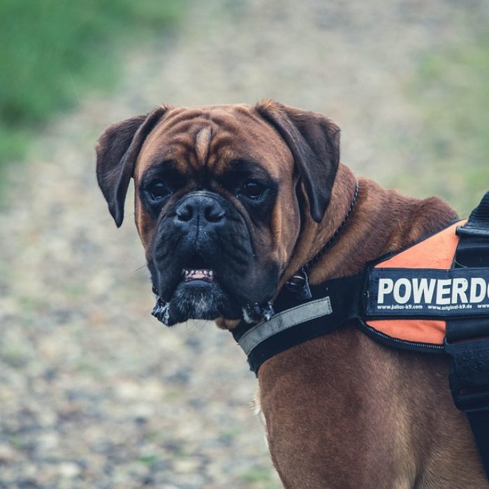 licencia-perros-peligrosos-cantabria-
