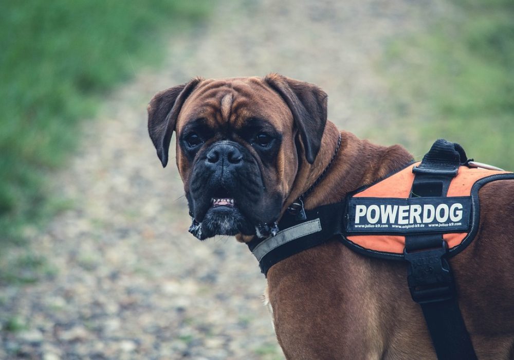 licencia-perros-peligrosos-cantabria-