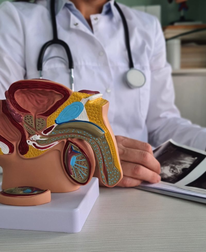 male-reproductive-system-medical-model-urology-health-education